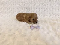 Sugar , a female Poodle - Toy  for sale in Holiday, FL – 4 of 7