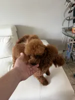 AKC Mahogany red teacup male , a male Poodle - Toy  for sale in Holiday, FL – 8 of 9