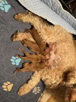 Teacup Red girl , a female Poodle - Toy  for sale in Holiday, FL – 4 of 5