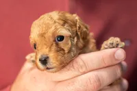 Tiny Teacup Sugar , a female Poodle - Toy  for sale in Holiday, FL – 2 of 7