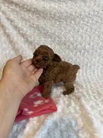 Tiny Teacup Maple , a female Poodle - Toy  for sale in Holiday, FL – 5 of 9