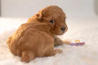 Tiny Teacup Sugar , a female Poodle - Toy  for sale in Holiday, FL – 4 of 7