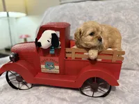 Hubert, a male Cavapoo for sale in Holiday, FL – Photo 3 of 3