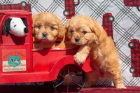 Hubert Blue eyes, a male Cavapoo for sale in Holiday, FL – Photo 4 of 4