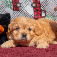 Hubert Blue eyes, a male Cavapoo for sale in Holiday, FL – Photo 3 of 4