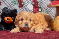 Hubert Blue eyes, a male Cavapoo for sale in Holiday, FL – Photo 3 of 4