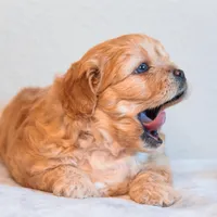 Hubert Blue eyes, a male Cavapoo for sale in Holiday, FL – Photo 2 of 4