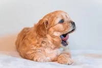 Hubert Blue eyes, a male Cavapoo for sale in Holiday, FL – Photo 2 of 4