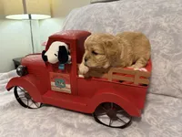 Hubert, a male Cavapoo for sale in Holiday, FL – Photo 2 of 3