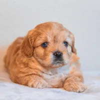 Hubert Blue eyes, a male Cavapoo for sale in Holiday, FL – Photo 1 of 4