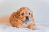 Hubert Blue eyes, a male Cavapoo for sale in Holiday, FL – Photo 1 of 4