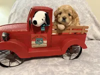 Hubert, a male Cavapoo for sale in Holiday, FL – Photo 1 of 3