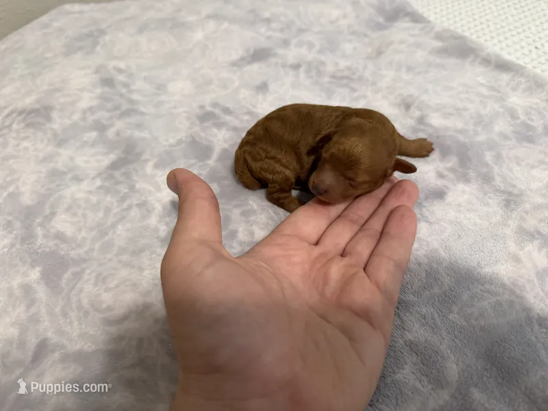 Annie - Teacup  – Poodle - Toy  puppy for sale in Holiday, FL