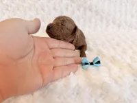 Cinnamon , a female Poodle - Toy  for sale in Holiday, FL – 4 of 5