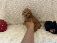 Bella, a female Poodle - Toy  for sale in Holiday, FL – 4 of 8