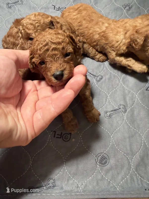 Annie - dark red Teacup  – Poodle - Toy  puppy for sale in Holiday, FL