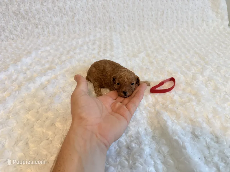 Romeo - Red Teacup Toy  – Poodle - Toy  puppy for sale in Holiday, FL
