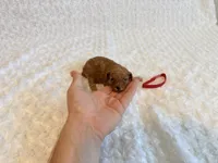 Romeo - Red Teacup Toy , a male Poodle - Toy  for sale in Holiday, FL – 1 of 4