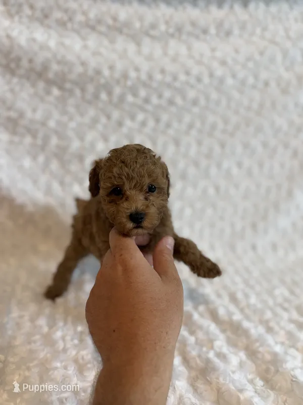 Honey 🍯  – Poodle - Toy  puppy for sale in Holiday, FL