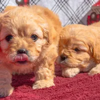 Darla, a female Cavapoo for sale in Holiday, FL – Photo 1 of 4