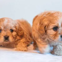 Darla, a female Cavapoo for sale in Holiday, FL – Photo 3 of 4