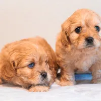 Darla, a female Cavapoo for sale in Holiday, FL – Photo 2 of 4