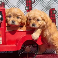 Darla, a female Cavapoo for sale in Holiday, FL – Photo 4 of 4