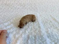 Louie -  Cream Teacup , a male Poodle - Toy  for sale in Holiday, FL – 5 of 5