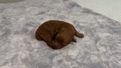 Annie - Teacup , a female Poodle - Toy  for sale in Holiday, FL – 2 of 2