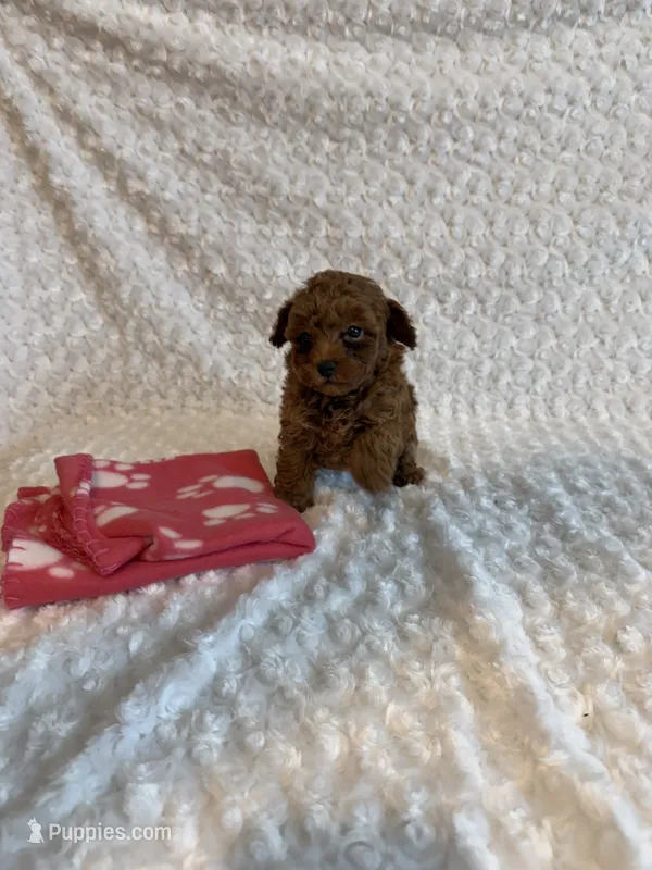 Tiny Teacup Maple  – Poodle - Toy  puppy for sale in Holiday, FL