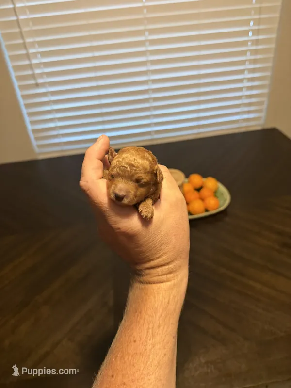 Annie - Teacup  – Poodle - Toy  puppy for sale in Holiday, FL
