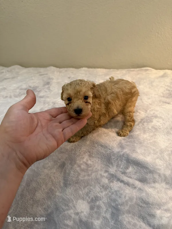 Louie -  Cream Toy poodle  – Poodle - Toy  puppy for sale in Holiday, FL