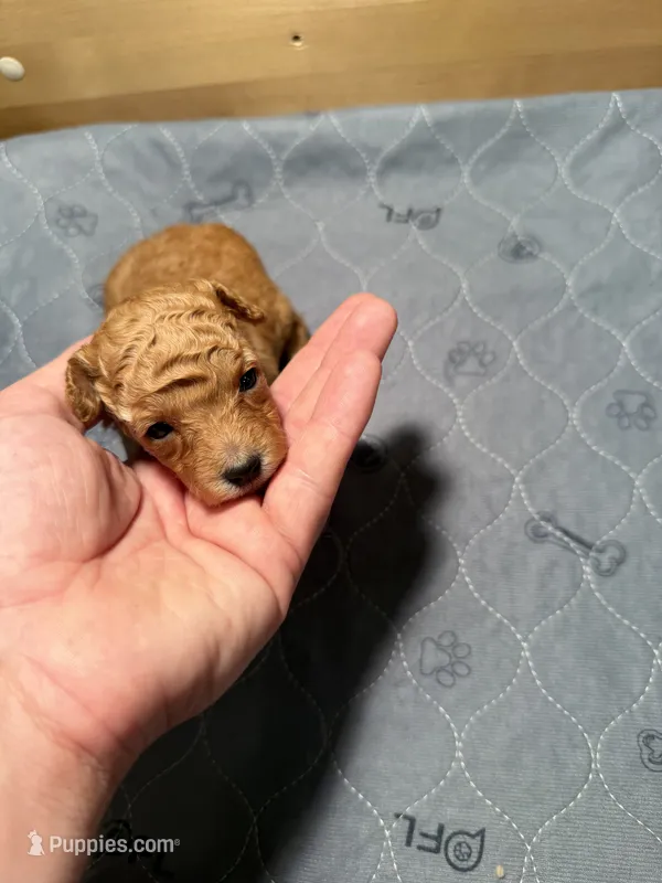 Sugar- cream teacup girl  – Poodle - Toy  puppy for sale in Holiday, FL