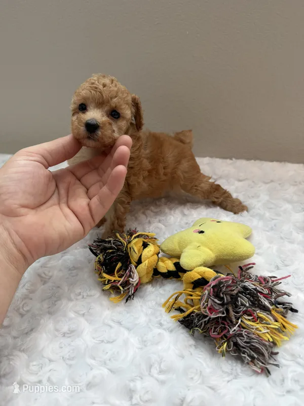 Sugar- cream teacup girl  – Poodle - Toy  puppy for sale in Holiday, FL