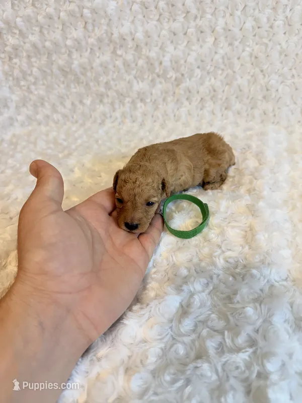 Louie -  Cream Teacup  – Poodle - Toy  puppy for sale in Holiday, FL
