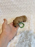 Louie -  Cream Teacup , a male Poodle - Toy  for sale in Holiday, FL – 1 of 5