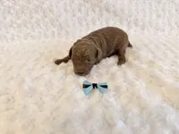 Cinnamon , a female Poodle - Toy  for sale in Holiday, FL – 2 of 5