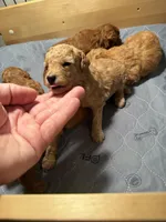 Louie -  Cream Toy poodle , a male Poodle - Toy  for sale in Holiday, FL – 5 of 10