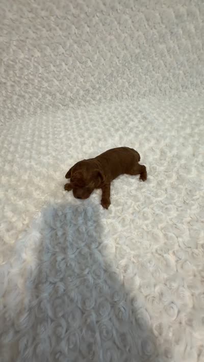 AKC Mahogany red teacup male , a male Poodle - Toy  for sale in Holiday, FL – 5 of 9