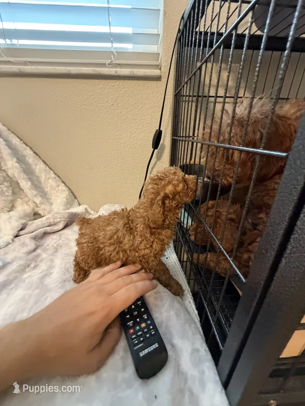 Annie  – Poodle - Toy  puppy for sale in Holiday, FL