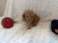 Bella, a female Poodle - Toy  for sale in Holiday, FL – 2 of 8