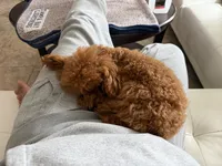 Bella, a female Poodle - Toy  for sale in Holiday, FL – 6 of 8