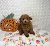 Pumpkin 🎃 Beautiful Apricot , a female Poodle - Toy  for sale in Holiday, FL – 4 of 8