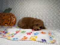 Pumpkin 🎃 Beautiful Apricot , a female Poodle - Toy  for sale in Holiday, FL – 3 of 8