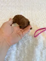 Annie - dark red Teacup , a female Poodle - Toy  for sale in Holiday, FL – 3 of 5