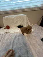 Annie , a female Poodle - Toy  for sale in Holiday, FL – 2 of 5