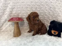 Romeo, a male Poodle - Toy  for sale in Holiday, FL – 5 of 8