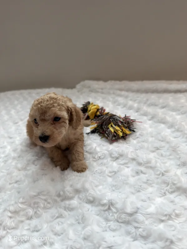 Louie -  Cream Toy poodle  – Poodle - Toy  puppy for sale in Holiday, FL