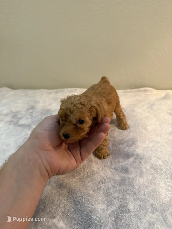 Romeo - Red Teacup Toy  – Poodle - Toy  puppy for sale in Holiday, FL