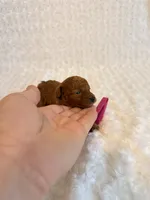 Annie - dark red Teacup , a female Poodle - Toy  for sale in Holiday, FL – 5 of 5